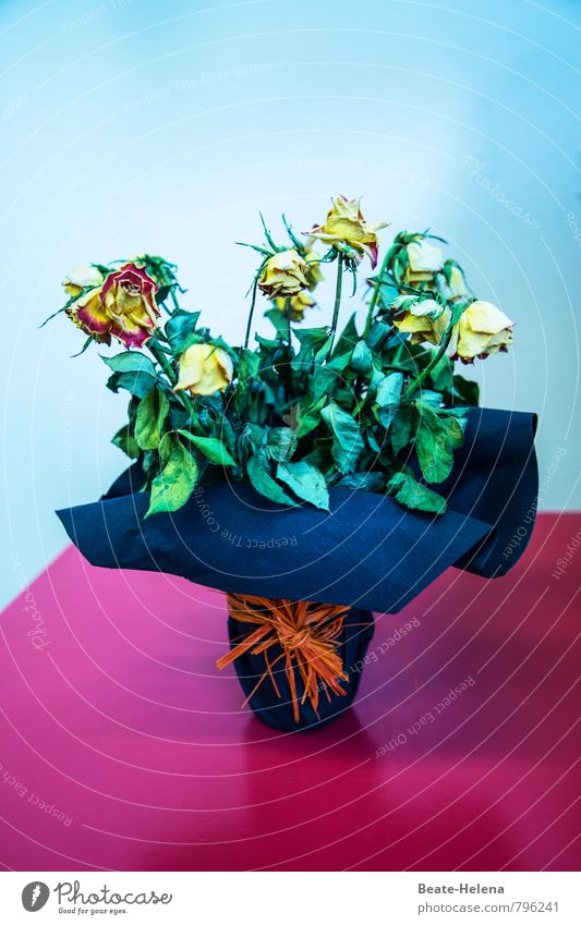 Die allerbesten Wünsche zum Geburtstag, Photocase! Lifestyle Stil exotisch Pflanze Blume Rose Blüte wählen dehydrieren sportlich außergewöhnlich blau gelb grün