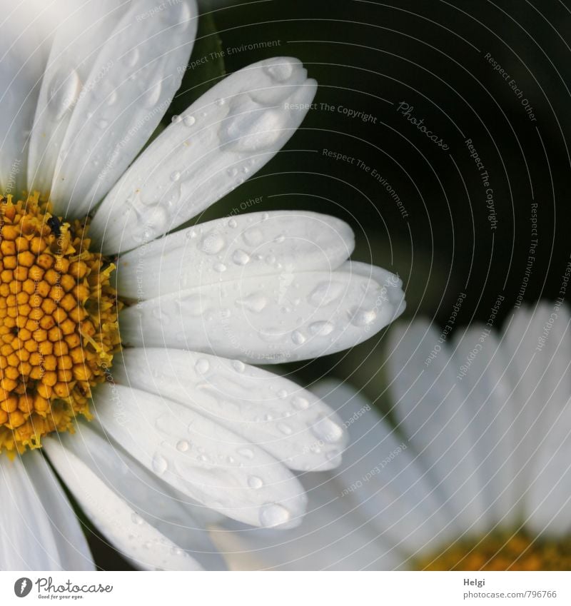 nass... Umwelt Natur Pflanze Sommer Regen Blume Blüte Margerite Blütenblatt Garten Blühend Wachstum ästhetisch authentisch schön gelb schwarz weiß einzigartig