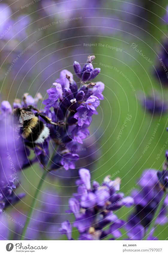 In der Lavendelblüte Kräuter & Gewürze Bioprodukte Gesundheit Sinnesorgane Duft Ferien & Urlaub & Reisen Sommer Natur Landschaft Blume Blüte Hummel Insekt 1