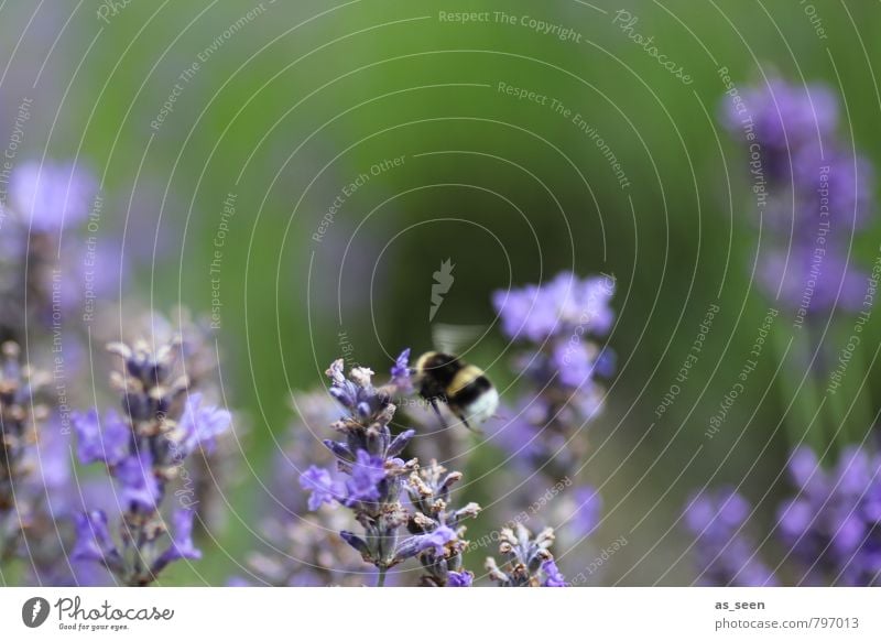 Lecker Lavendel Kräuter & Gewürze Honigbiene Bioprodukte Gesundheit harmonisch Sinnesorgane Hummel 1 Tier Blühend fliegen Duft natürlich Wärme grün violett