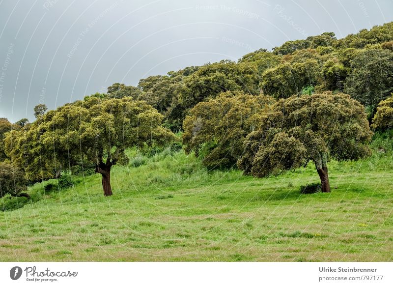 Korkeichenwald Ferien & Urlaub & Reisen Tourismus Umwelt Natur Landschaft Pflanze Wolken Frühling Baum Gras Feld Wald Hügel Insel Sardinien stehen Wachstum alt