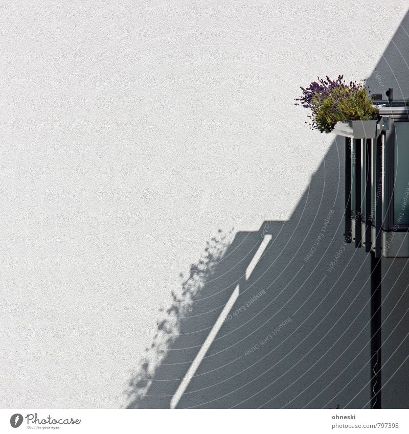 Balkonien Pflanze Blume Balkonpflanze Haus Mauer Wand Fassade Häusliches Leben Farbfoto Außenaufnahme Muster Strukturen & Formen Textfreiraum links