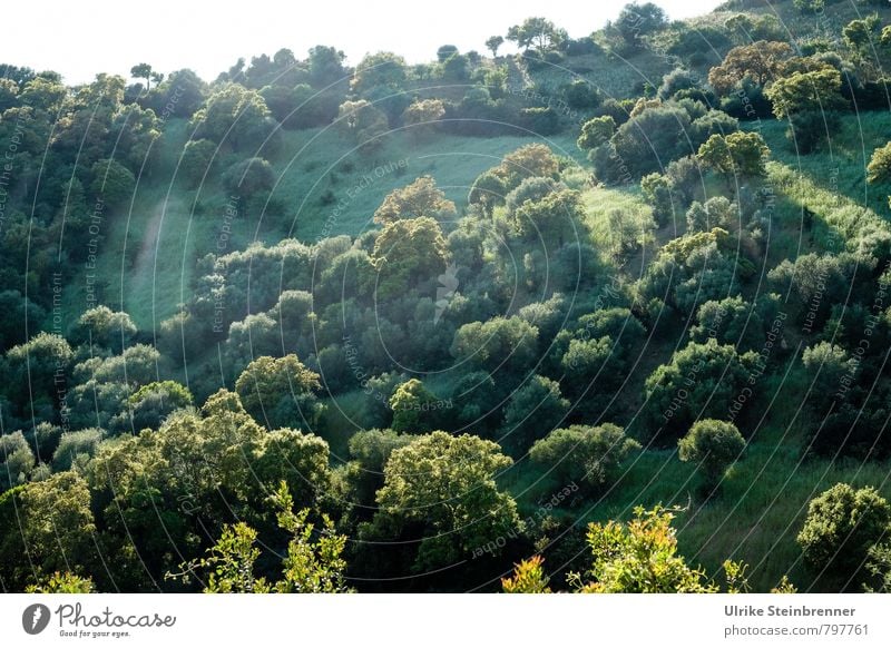 Bosco sardo Ferien & Urlaub & Reisen Tourismus Umwelt Natur Landschaft Pflanze Himmel Frühling Schönes Wetter Baum Gras Sträucher Insel Sardinien leuchten
