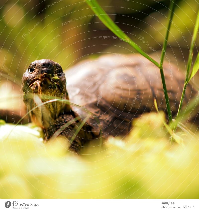 das orakel Tier 1 Fressen Schildkröte Landschildkröte alt Erfahrung Lebensalter Reptil Hals Hautfalten Panzer Salat grün Farbfoto Außenaufnahme Licht Schatten