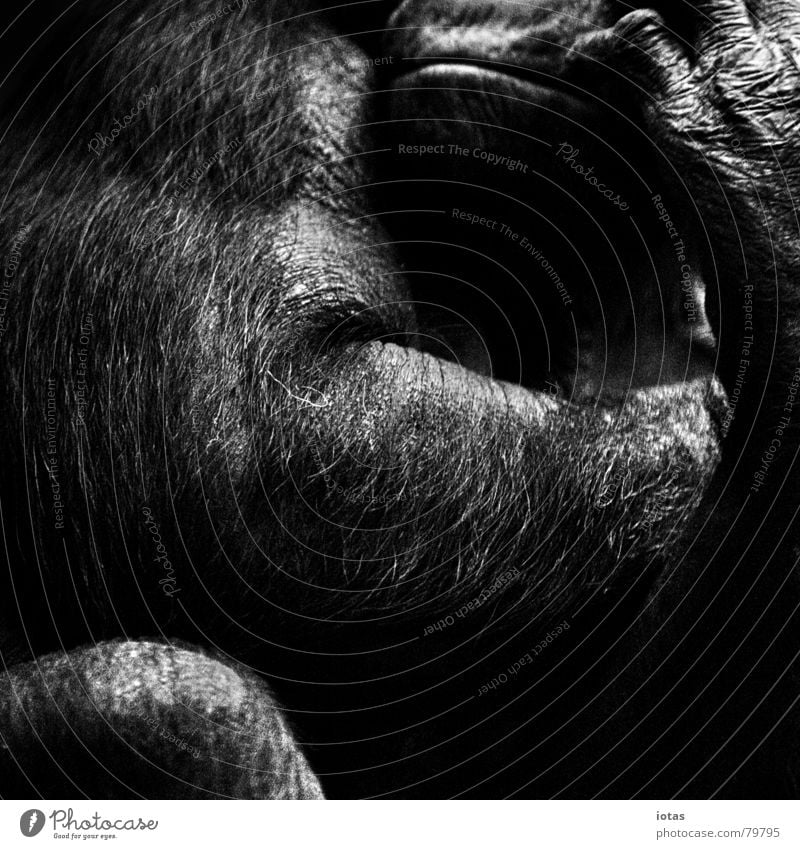 kraft Säugetier Schimpansen Menschenaffen Philosophie Muskulatur tierisch Affen ruhig Kraft Gelassenheit Ruhe bewahren schwarz Tier Zoo gefangen Trauer Denken