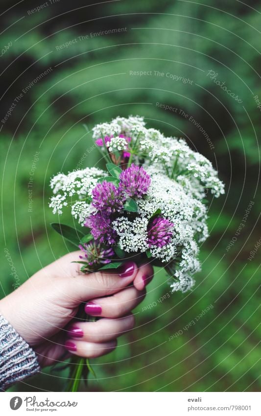 Bitte danke Pflanze Frühling Sommer Blume Blüte Kleeblüte Blühend Fröhlichkeit frisch grün violett rosa weiß Blumenstrauß gepflückt Hand Blumen schenken