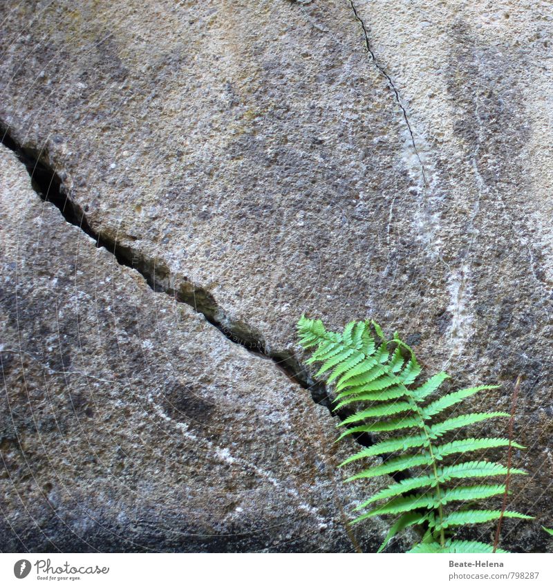 Lernen am Vorbild harmonisch lernen Natur Sommer Farn Felsen Mauer Wand Stein Wachstum authentisch grau grün Einigkeit Selbstbeherrschung Felsspalten Riss