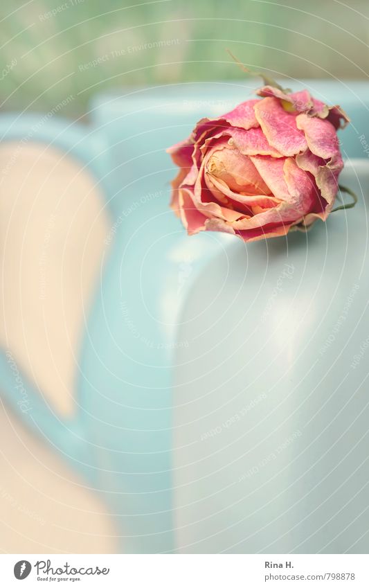 VasenStill Rose verblüht dehydrieren blau grün rosa Vergänglichkeit Kannen Stillleben Farbfoto Gedeckte Farben Außenaufnahme Menschenleer Textfreiraum rechts