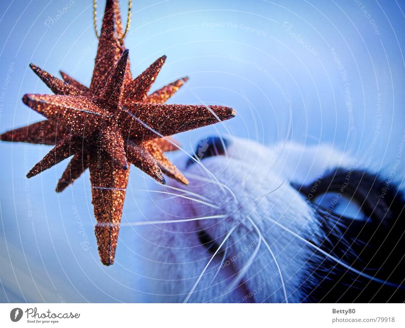 Fin's Stern 1 Katze Weihnachtsstern Geruch Neugier Schnurrhaar Dekoration & Verzierung glänzend Säugetier orange blau Hauskatze Stern (Symbol)