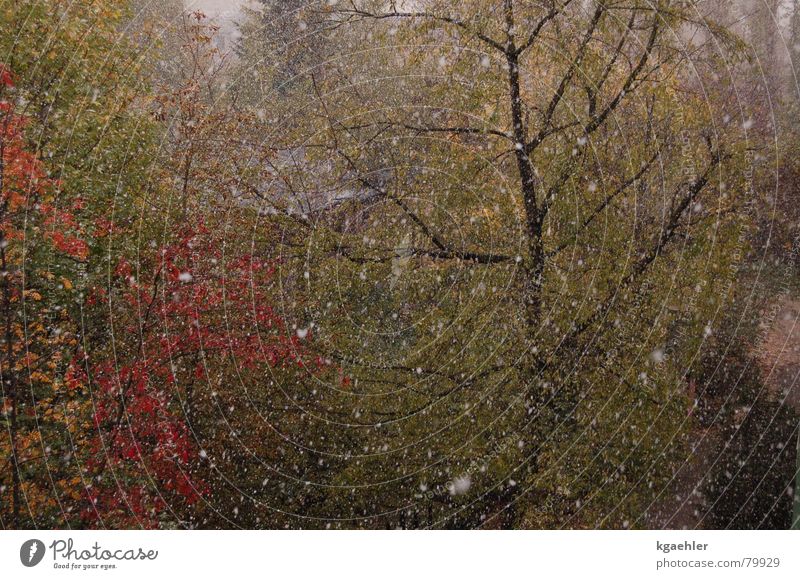 Der Winter kommt Herbst Baum Blatt nass Sturzbach feucht Wasserschwall Hagel Regen