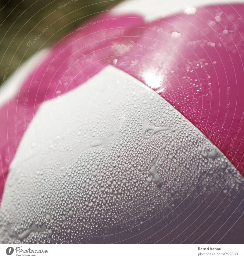 Ball Schwimmen & Baden Spielen Sport rosa Wasserball aufblasbar Wassertropfen tropfnass Kreis Kontrast weiß Gras sommerlich Freizeit & Hobby Farbfoto