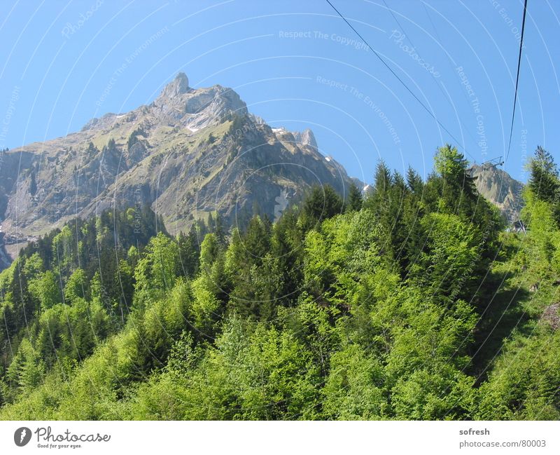 pilatus Sommer Wald fahren Berge u. Gebirge Himmel Pilatus Mischwald Kabel Schönes Wetter Blauer Himmel Außenaufnahme