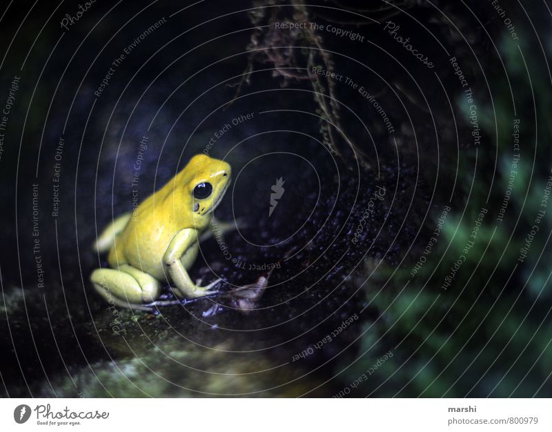 Froschperspektive Pflanze Tier gelb klein Natur Farbfoto Außenaufnahme Detailaufnahme Tag