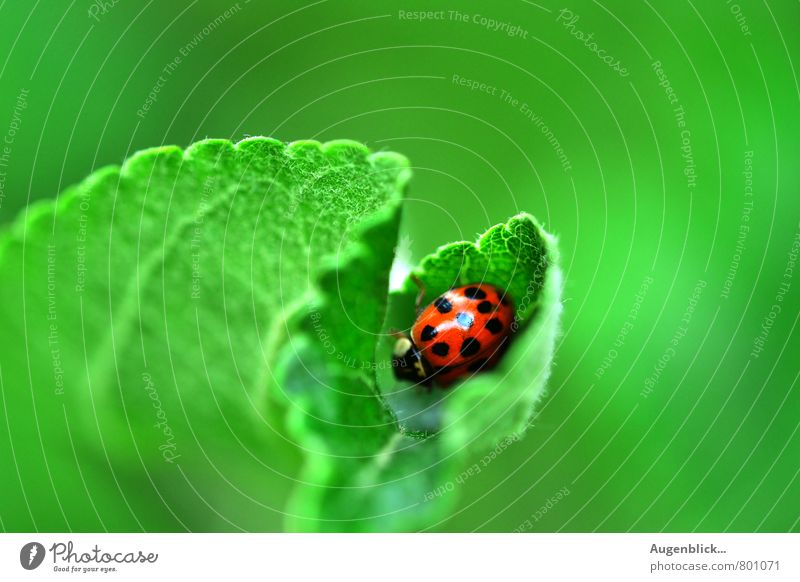 Mittagsschläfchen... Tier Käfer 1 frei frisch Glück grün rot schwarz Zufriedenheit Lebensfreude Frühlingsgefühle Leichtigkeit ruhig Farbfoto Nahaufnahme