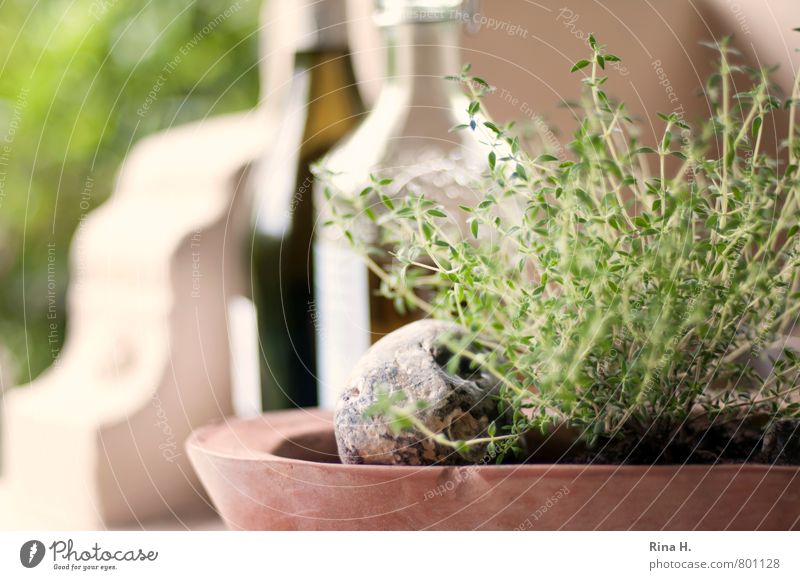 Thymian Ernährung Getränk Sommer Garten authentisch genießen Kräuter & Gewürze Olivenöl Weinflasche Terrasse Stillleben Foodfotografie Zutaten Farbfoto