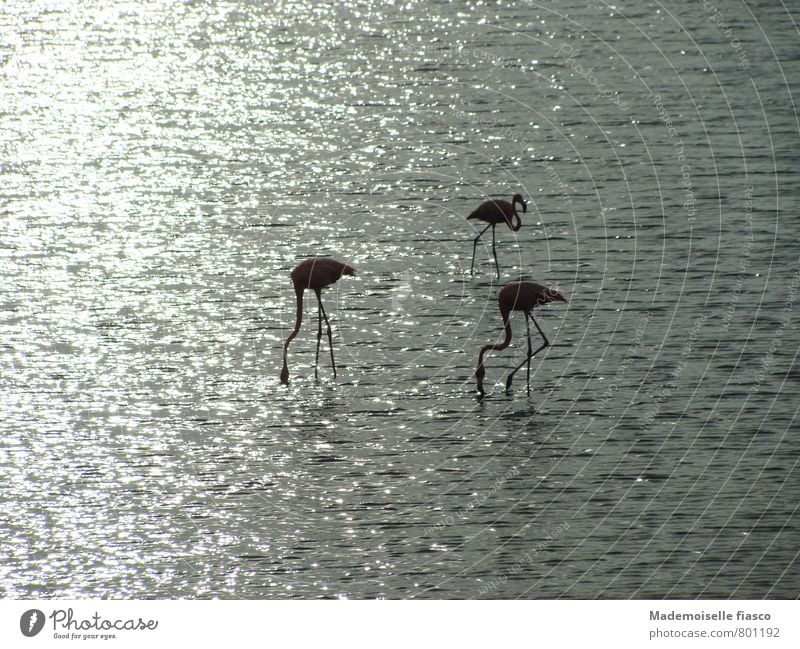 Drei Flamingos im Wasser 3 Landschaft Sonnenlicht Tier stehen elegant exotisch frei schön grau Gelassenheit ruhig standhaft Zufriedenheit Erholung Idylle Natur