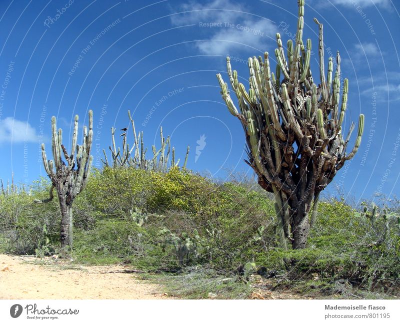 Kakteen in der Karibik Ausflug Ferne Sommerurlaub Natur Landschaft Sand Sonne Wärme Kaktus exotisch frei blau grün Abenteuer Idylle Greifvogel Farbfoto