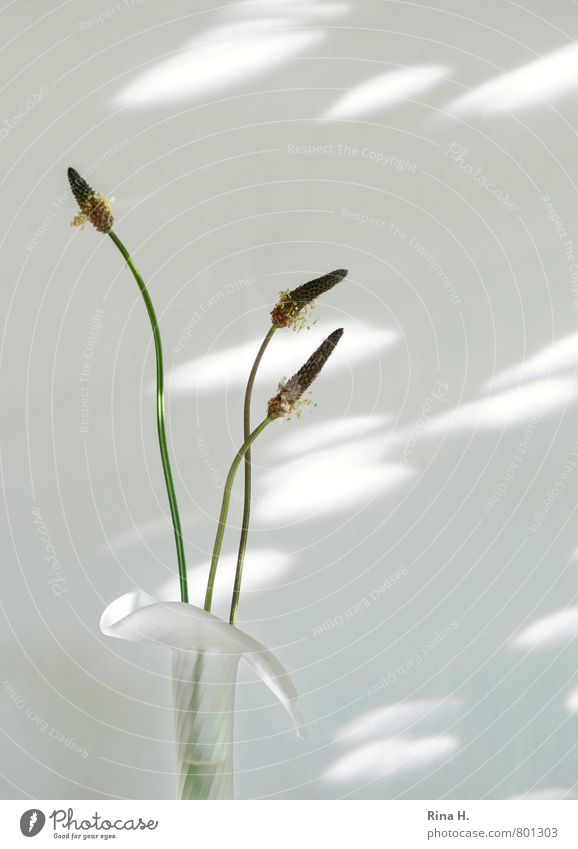 Drei Grazien elegant Stil Wildpflanze dehydrieren ästhetisch einfach hell weiß Leichtigkeit Vase Samen Stillleben Stengel Gedeckte Farben Außenaufnahme