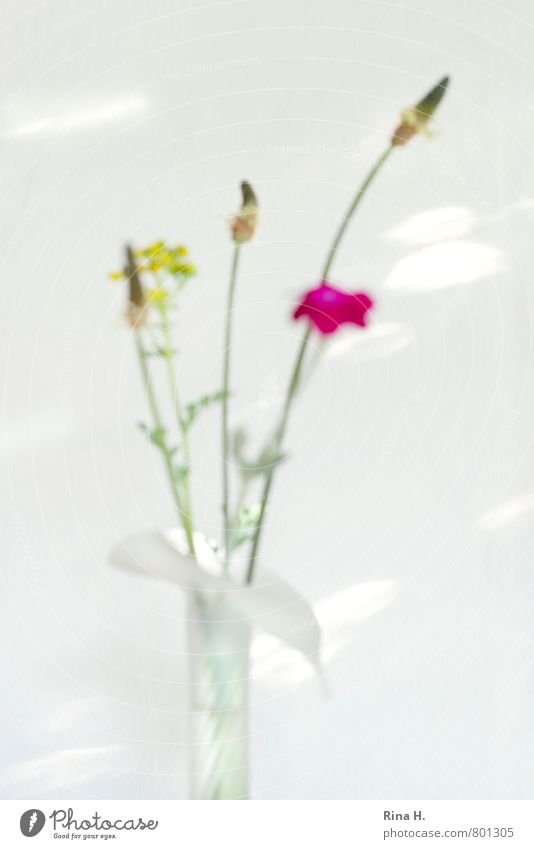 OOF Blumenstrauß Vase Blühend verblüht hell Kräuter & Gewürze Farbfoto Außenaufnahme abstrakt Menschenleer Textfreiraum links Textfreiraum rechts