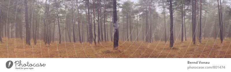 Lieblingswald Wald Kiefer Licht Außenaufnahme Tiefenschärfe Nebel Dunst einzeln Gras Panorama (Bildformat) Baumrinde schön verträumt ruhig Erholung Spaziergang