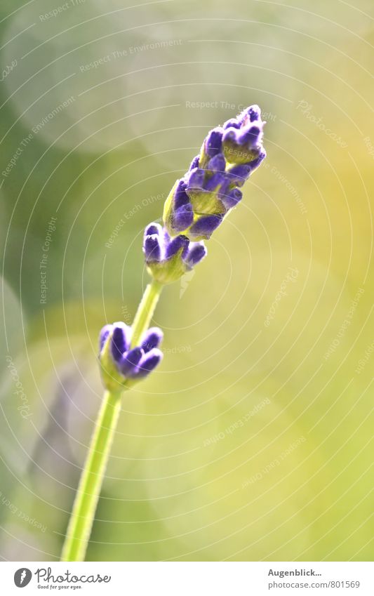 Lavendel... Natur Schönes Wetter Pflanze Garten genießen gelb grün violett Farbfoto Nahaufnahme Tag
