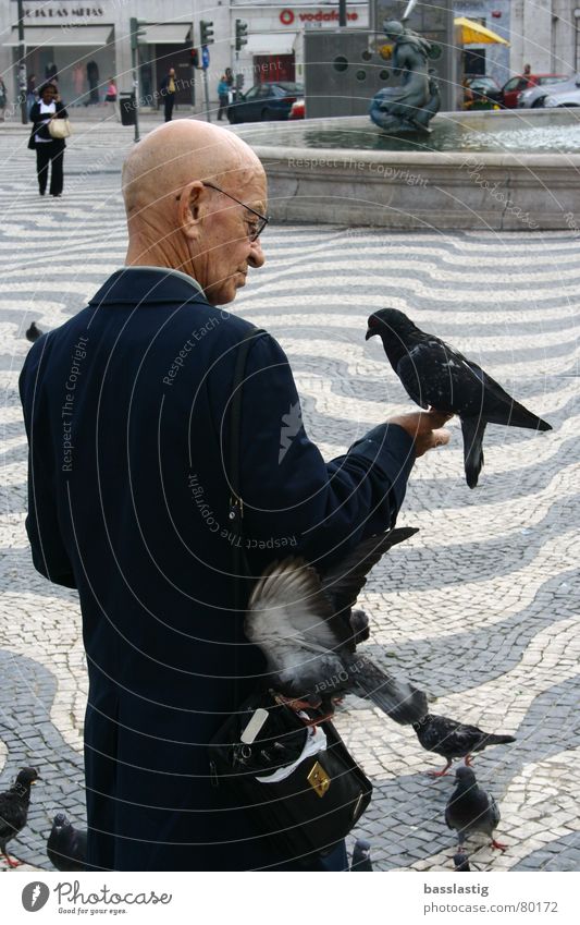 der taubenflüsterer Taube Lissabon Flüstern Mann Marktplatz füttern Ferien & Urlaub & Reisen Vertrauen Glaube