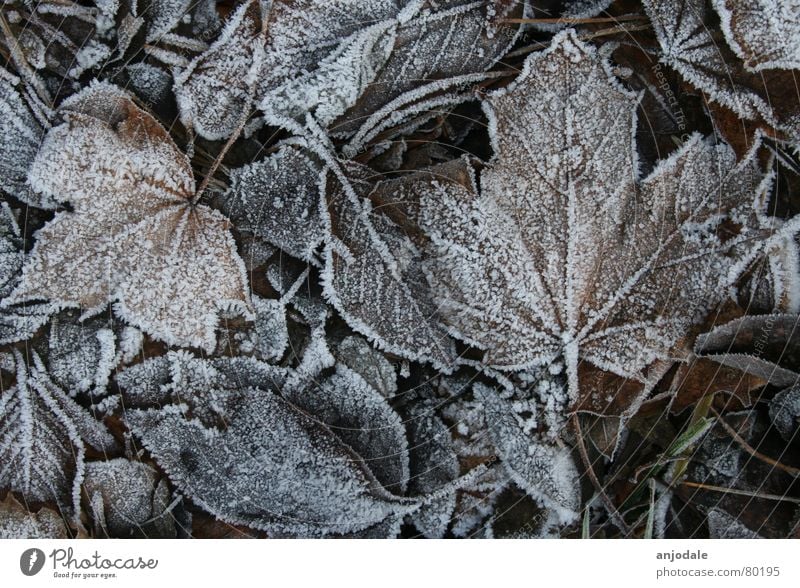 Winterlaub Natur Erde Eis Frost Pflanze Blatt Traurigkeit hell kalt braun weiß Trauer Tod Vergänglichkeit Ahorn Kanada Raureif Zucker eisig kalt Farbfoto