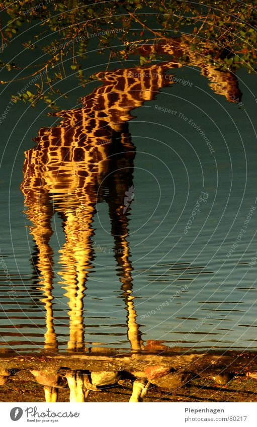 crazy horse Kontinente Safari Reflexion & Spiegelung See Pferd gelb grün türkis Schnauze Bach Teich verstört Afrika Tier Park Zoo Sträucher braun Sommer Herbst
