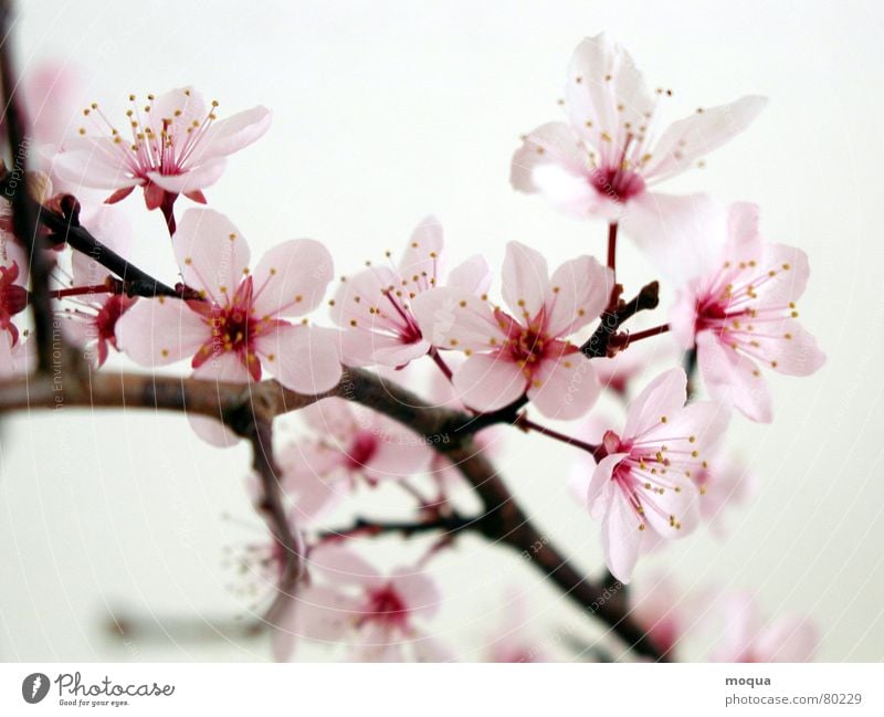 kirschblüte Kirschblüten Kirsche rosa rot harmonisch Japan Frühling zart Blütenblatt ästhetisch edel zierlich Anmut Makroaufnahme Nahaufnahme sakura kirschzweig