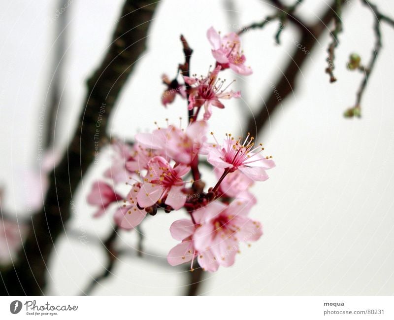 kirschblüte Kirsche rosa rot harmonisch Japan Frühling zart Blütenblatt Kirschblüten Beginn Zufriedenheit ästhetisch edel Anmut zierlich Makroaufnahme