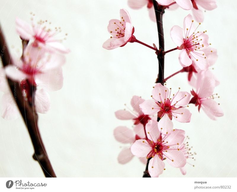 kirschblüte Kirsche rosa rot harmonisch Japan Frühling zart Blütenblatt Kirschblüten Beginn Zufriedenheit Anmut ästhetisch edel Makroaufnahme Nahaufnahme Garten