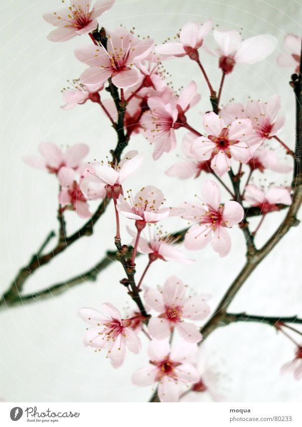 kirschblüte Kirsche rosa rot harmonisch Japan Frühling zart Blütenblatt Kirschblüten Beginn edel Anmut zerbrechlich zierlich Makroaufnahme Nahaufnahme Garten