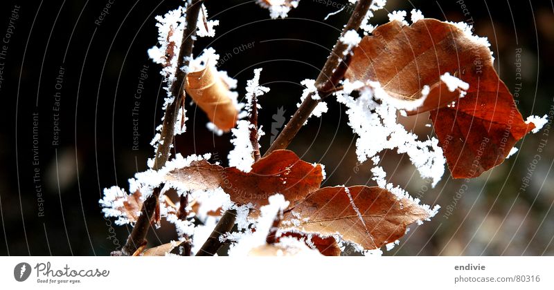 Frost Blatt Winter kalt gefroren Baum Eis Natur Zweig Schnee