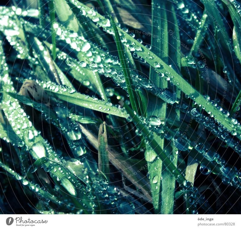 Einbildung Gras Tropfen Tau grün Wiese Pflanze Flüssigkeit Wassertropfen kalt Halm Winter Grünfläche Stengel glänzend feucht nass liquide Makroaufnahme