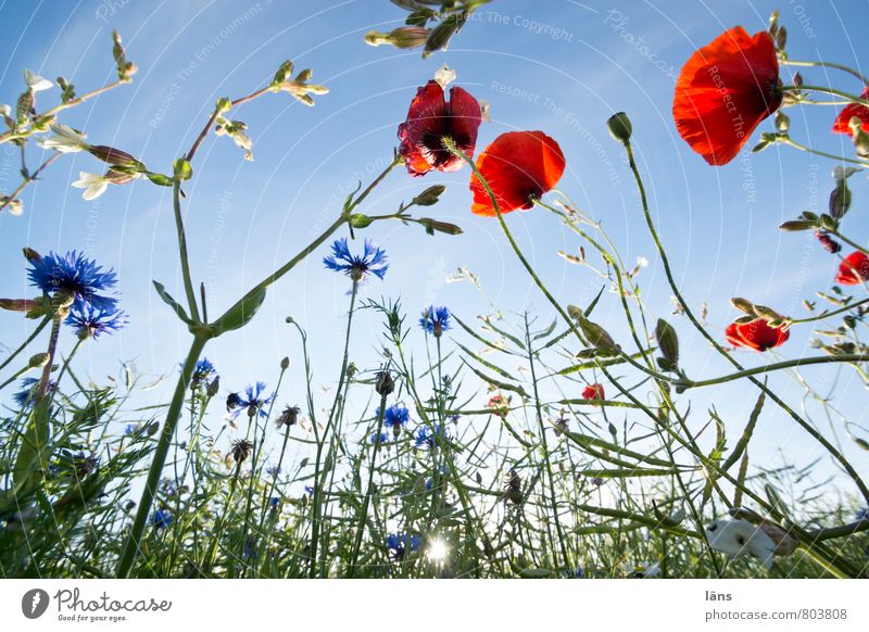 die Sonne geht Landwirtschaft Forstwirtschaft Umwelt Natur Landschaft Himmel Pflanze Mohn Kornblume Raps Feld Blühend Wachstum blau rot Leben
