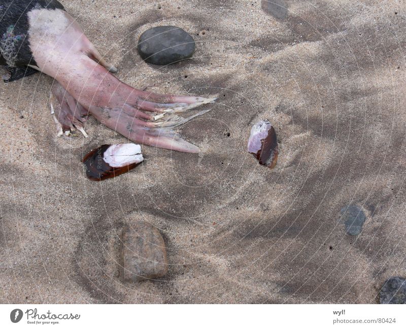 Die Welle des Lebens Robben Strand Sommer Skelett Meer Muschel Wellen Gischt Strandgut Sandbank Badestelle Seehund Tod Säugetier Vergänglichkeit Afrika Wasser