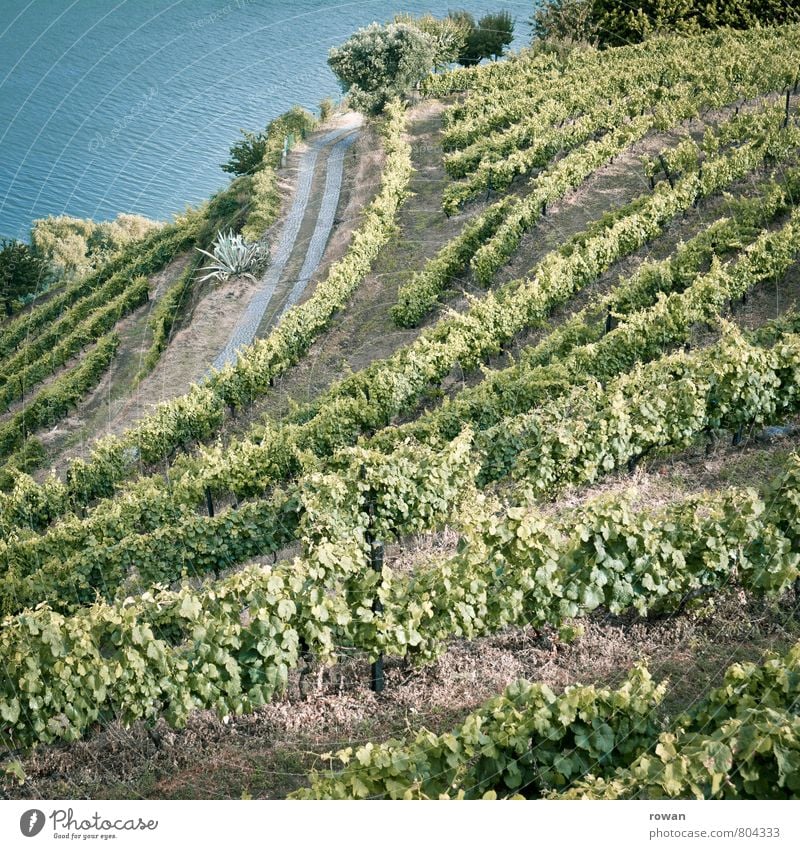wein Landschaft Sommer Pflanze Nutzpflanze Garten Hügel Fluss Douro grün Wein Weinberg Berghang Weinbau Portwein Portugal Winzer Farbfoto Außenaufnahme Tag