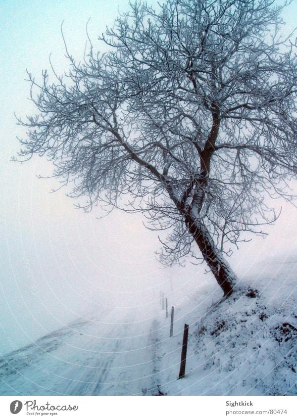 Der weiße Weg 1 Winter Baum Nebel kalt Schweiz Schnellzug Nebelschleier Baumstamm Fahrbahn Eis helvetia helvetien Schnee Wege & Pfade Straße snow white cold