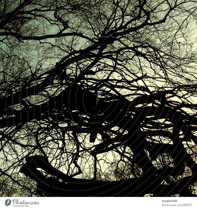 CHAOS IM KOPF Muster Anordnung Wandel & Veränderung Konsistenz Baum Sträucher Hintergrundbild durcheinander Wachstum türkis grün Natur Himmel Wildnis Hierarchie