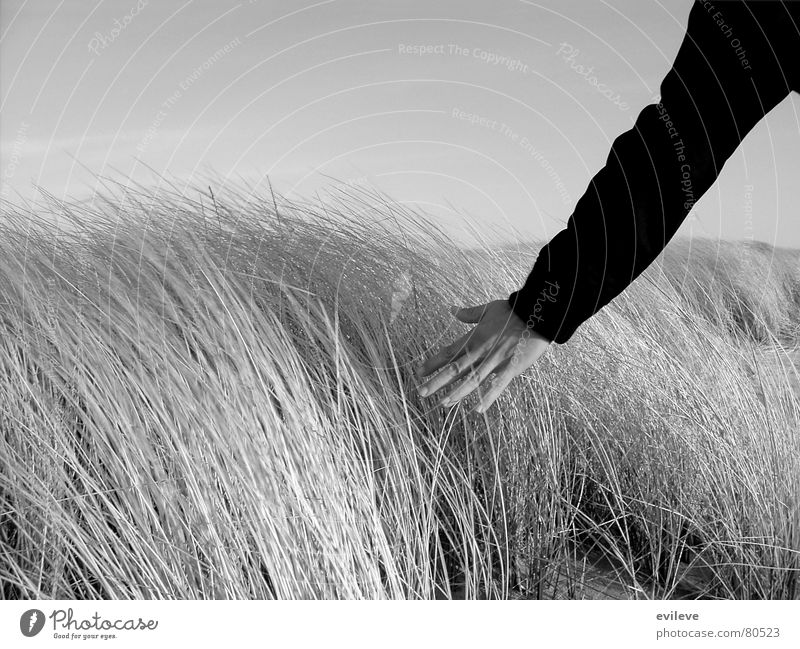 Grasstreicheln Hand Wiese Unterarm Leichtigkeit berühren gehen Reifezeit ruhig Unbeschwertheit Umwelt Sylt Nahaufnahme Schönes Wetter Streifen Wildnis Grasland