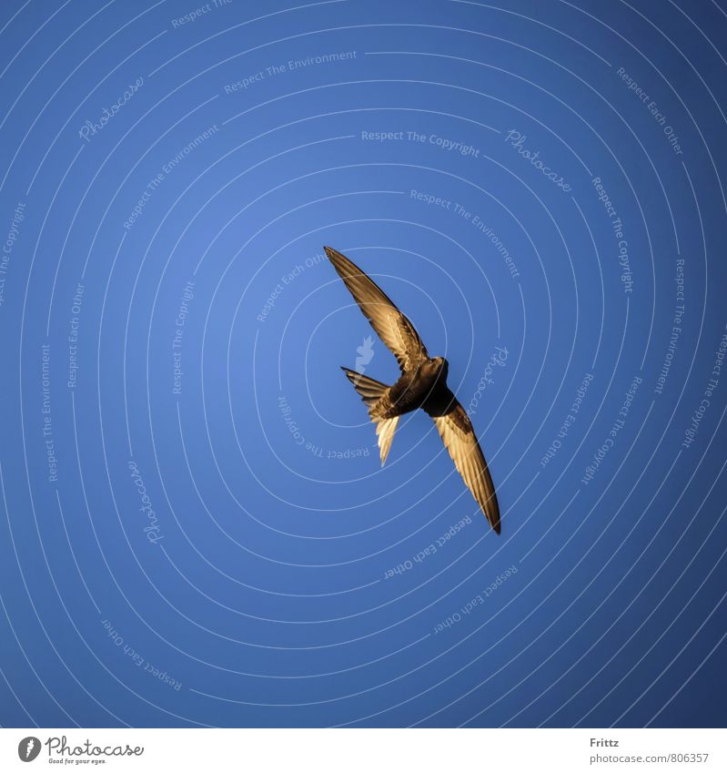 Mauersegler Tier Wildtier Vogel Flügel Seglervögel Apus Apodidae 1 fliegen oben verrückt Geschwindigkeit blau braun weiß Langstreckenzieher brauner Vogel