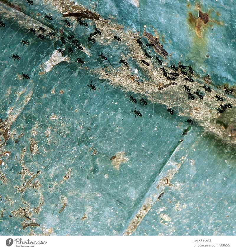 der Weg der Ameisen Metall Rost Ecke krabbeln einfach fest klein viele blau Verfall Scan Lack Ameisenstraße Zahn der Zeit Detailaufnahme abstrakt