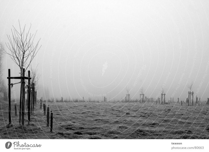 Nebelwiese Wiese Feld Baum Winter Herbst nass kalt grau dunkel ungemütlich geisterhaft schemenhaft Fuzzy Q. Jones Nebelschleier feucht Weide Frost spukhaft
