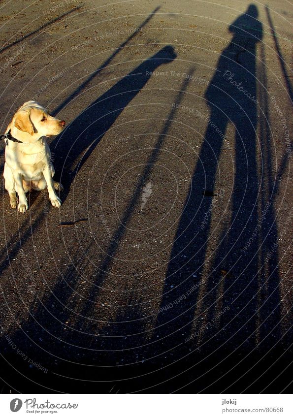 Schattenfell Labrador Hängeohr lang gezogen Hund blond Asphalt Instant-Messaging Hintergrundbild Spaziergang Tier Fell Neugier Interesse gehen verdunkeln