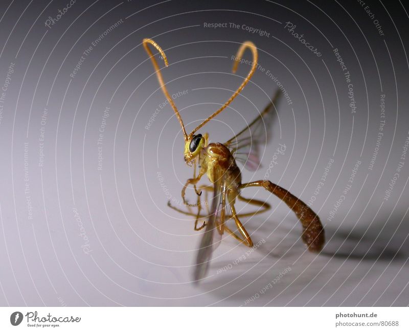 Illegal Alien Fantasygeschichte Makroaufnahme mutation nasty fiction insects stranger Außerirdischer