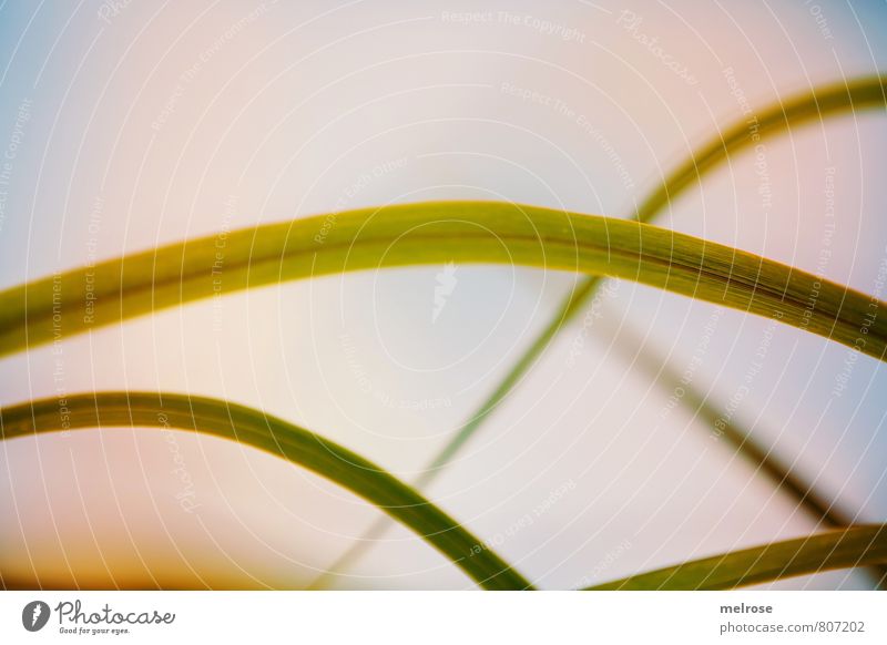 abstrakt Umwelt Natur Sonnenlicht Sommer Schönes Wetter Pflanze Gras Sträucher Grünpflanze Bambus Gräserblüte Halm Gartenpflanzen Park berühren Bewegung