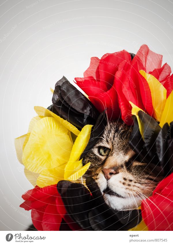 Blühe, deutsches Katerland! Party Mode Accessoire Schmuck Haustier Katze 1 Tier Dekoration & Verzierung Blühend Feste & Feiern außergewöhnlich einzigartig