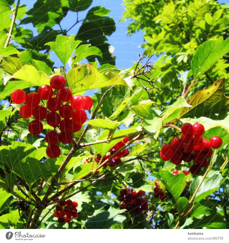 sommer. Sommer Sonne Blatt rot grün Frühling Sträucher Physik Schatten Park Garten Beeren Himmel blau Frucht Zweig Wärme warme jahreszeit