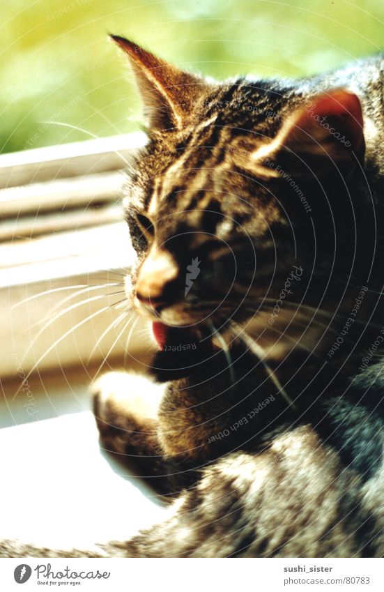 klex kittie Katze Reinigen Sonne Fenster ruhig Sommer schön Tier katzenartig