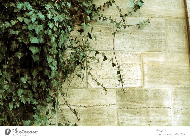 Mauerbewuchs Naturwuchs Ranke München Steinmauer Efeu Pflanze Kletterpflanzen grün ruhig grau kalt hart schwer Stimmung Außenaufnahme Umwelt Pflanzenteile